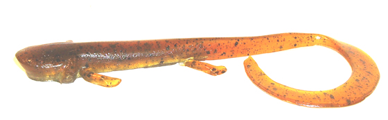 014 Pumpkin Pepper Gold Belly